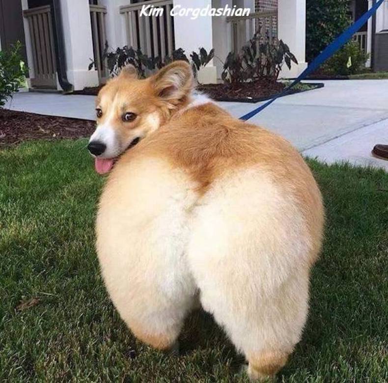 corgi with a big butt