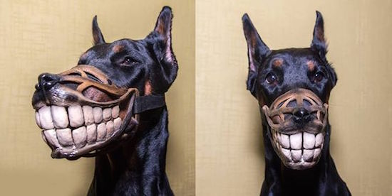 funny dog muzzles