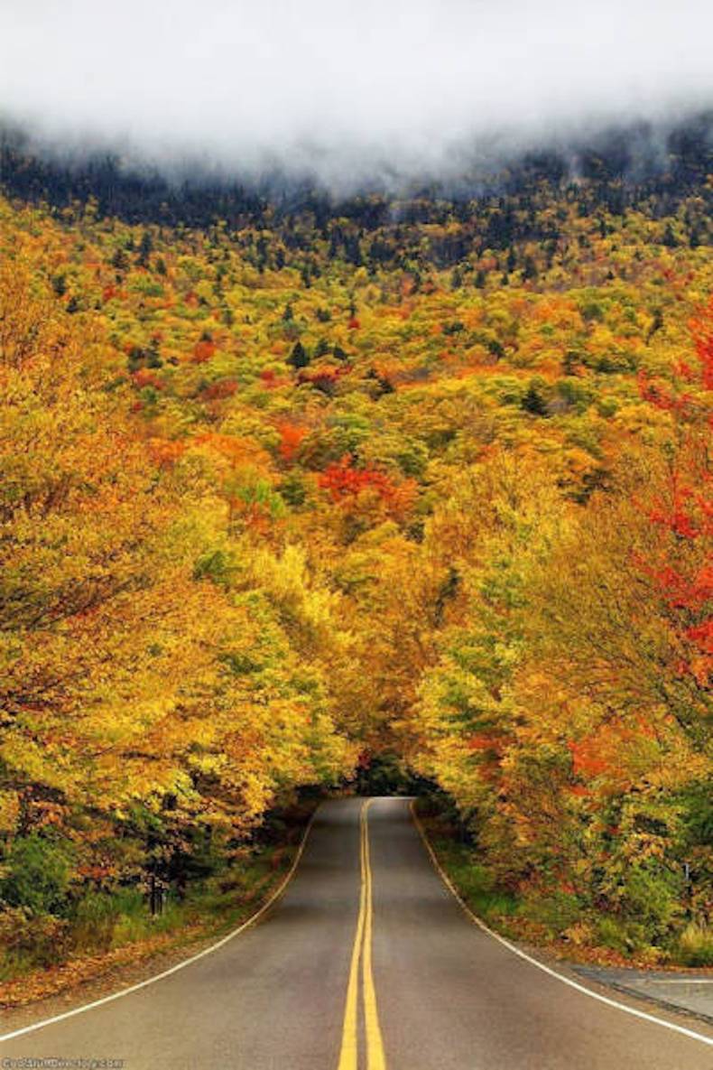 autumn tree tunnel vermont - Gends