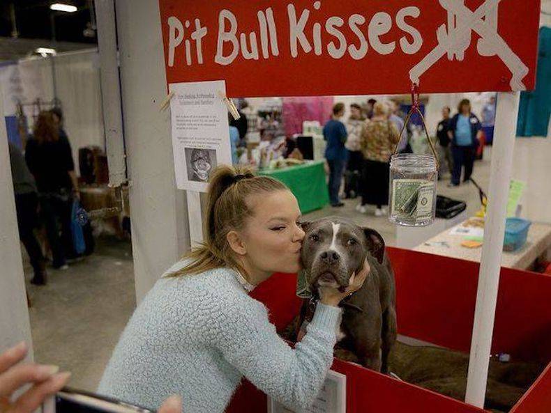 dog - Pit Bull Kisses