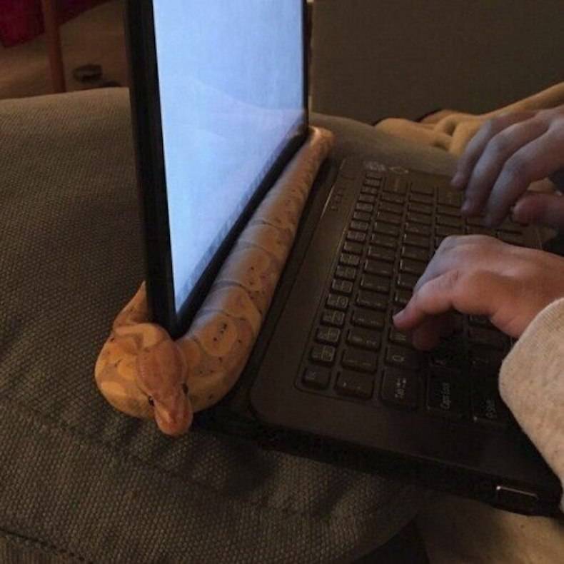 snake in computer - Eberetetteliteit