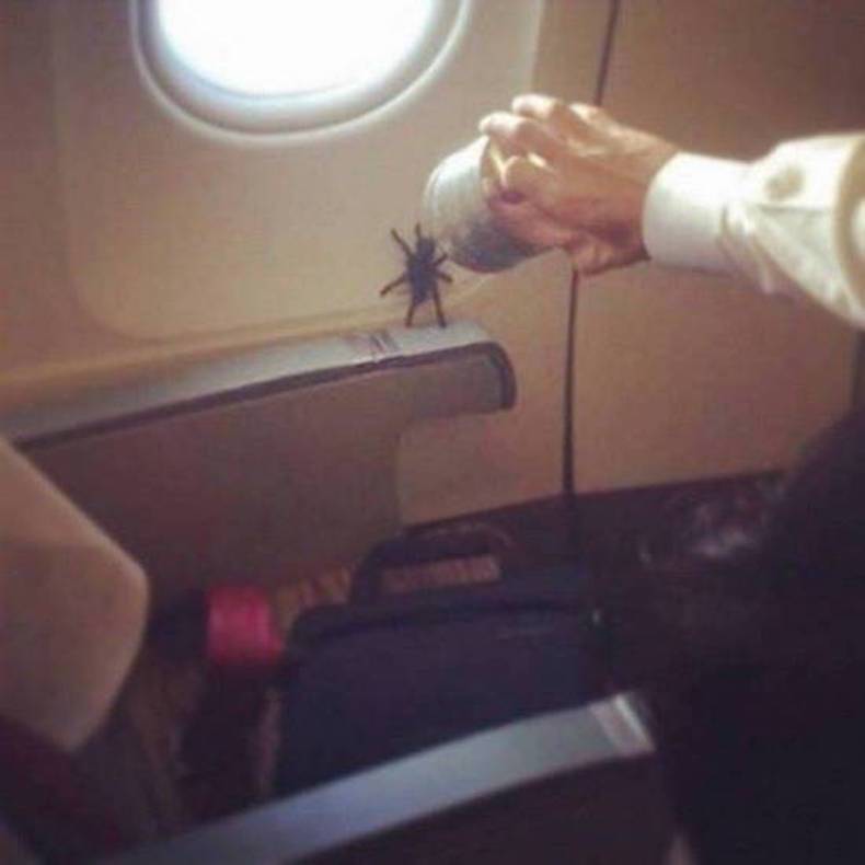 spider on plane