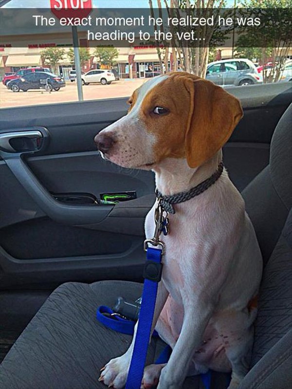 pets who realize they are going - Stup The exact moment he realized he was heading to the vet...