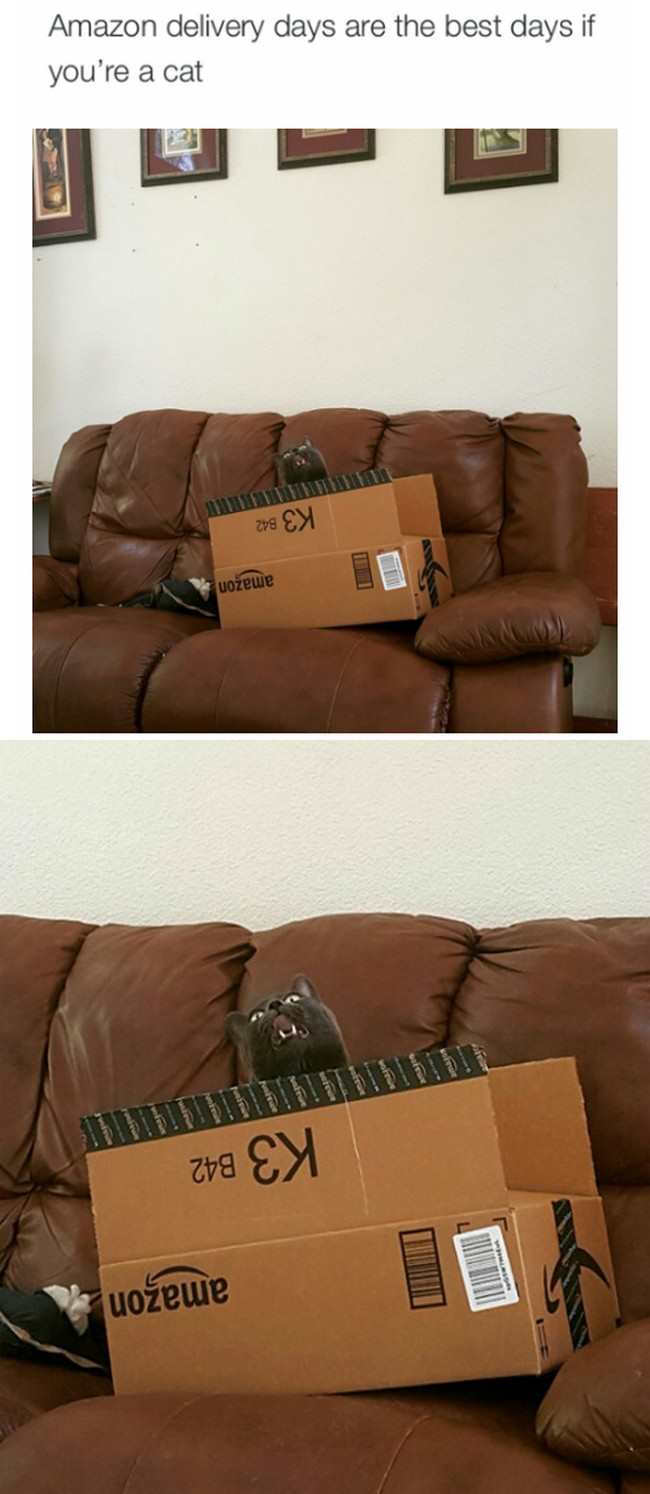 amazon delivery days are the best days if you re a cat - Amazon delivery days are the best days if you're a cat K3 B42 amazon K3 B42 amazon