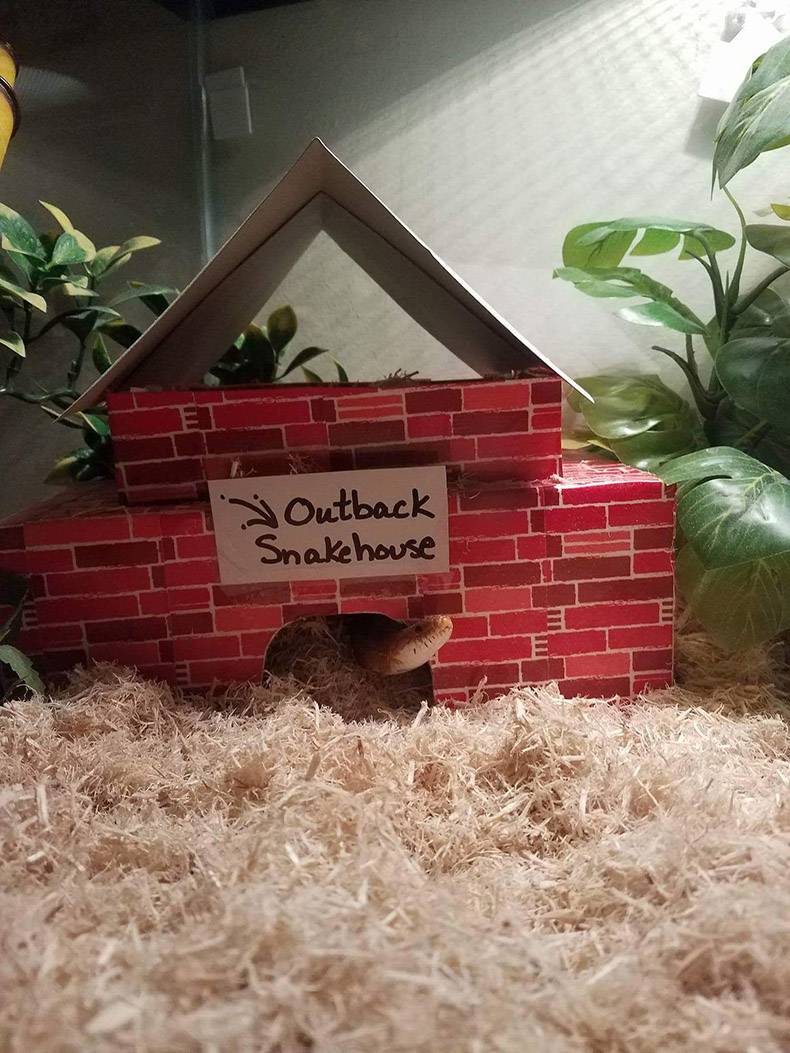 random pic house - Outback Snakehouse