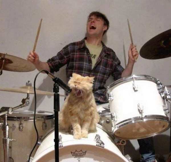 cat drummer singing