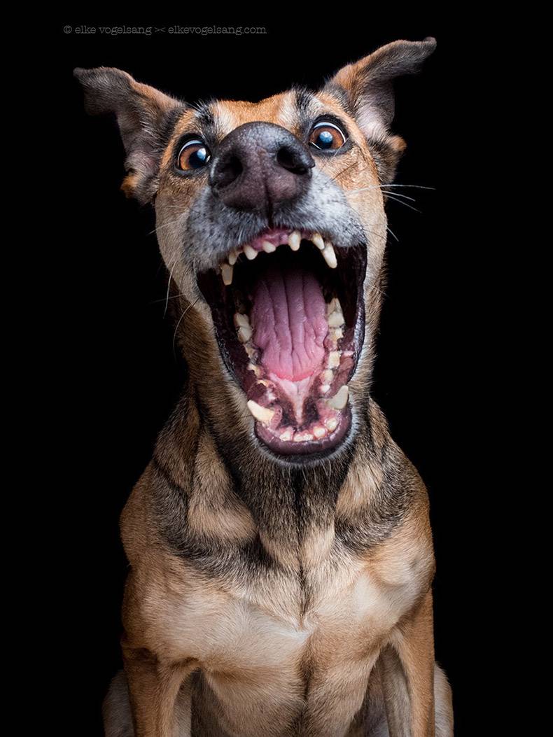 wtf expressive dog portraits