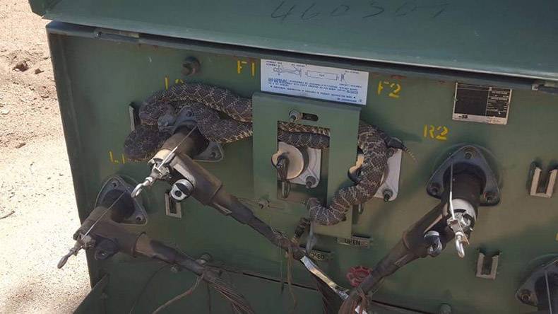 Lizard or snake stuck in some kind of rugged machinery controls.