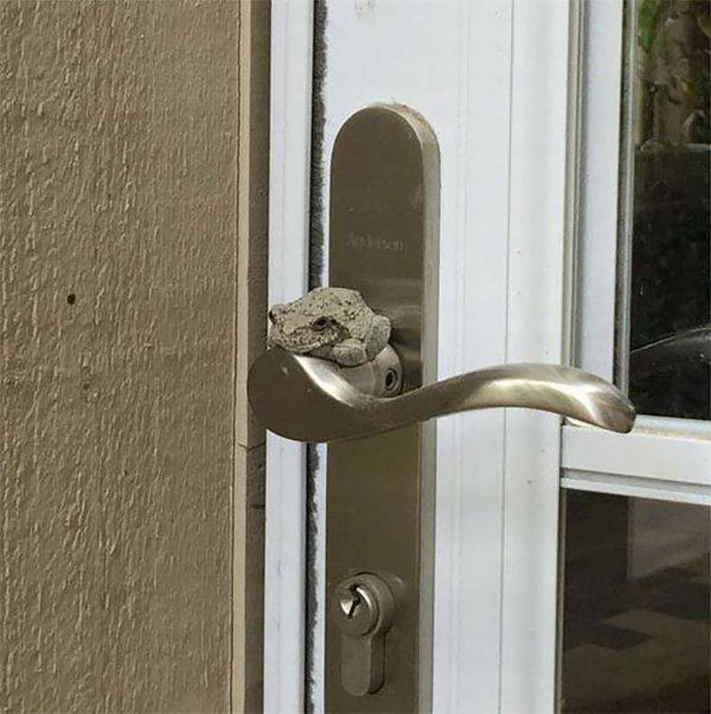 Frog on top of the door handle.
