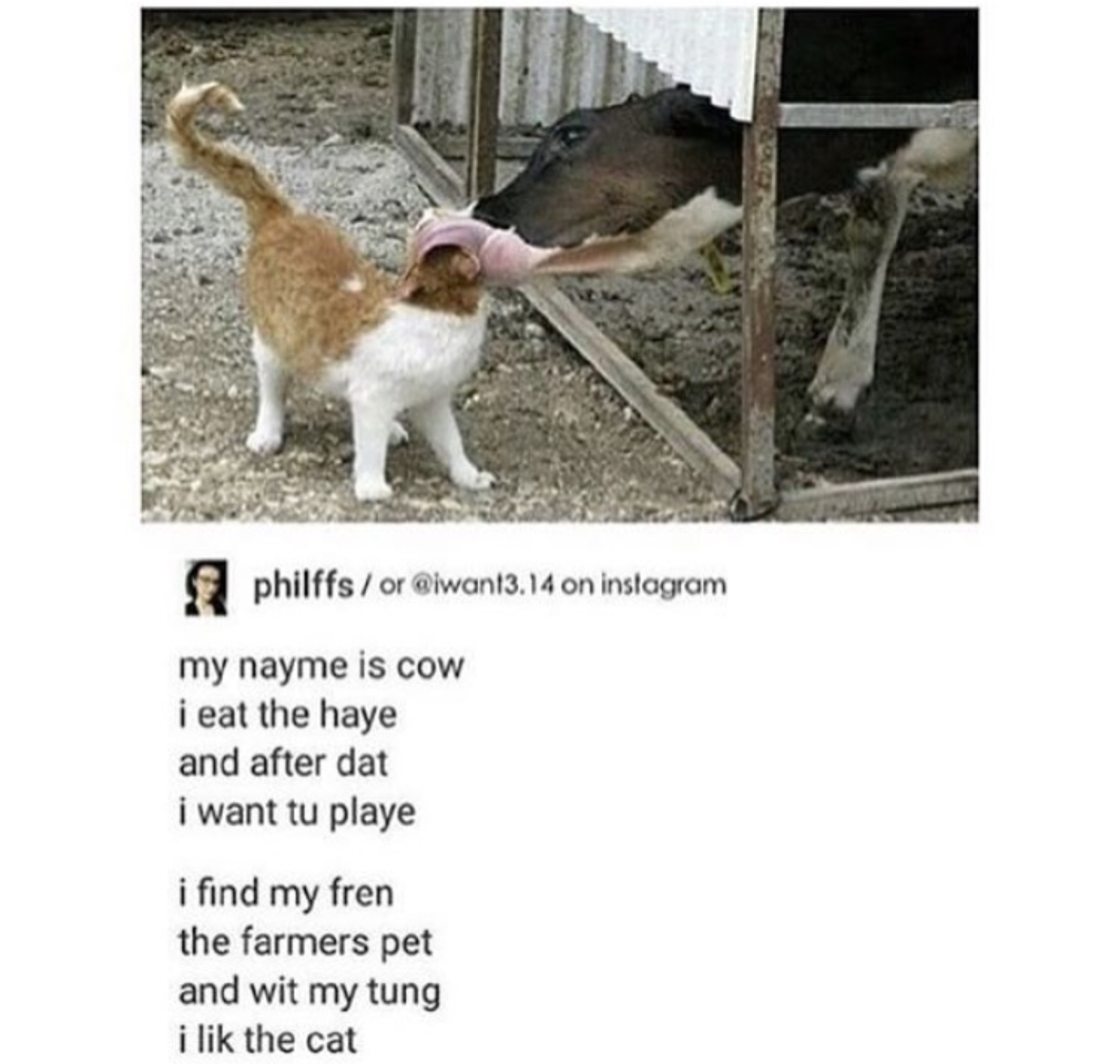 Illiterate Critters And Their Silly Rhymes