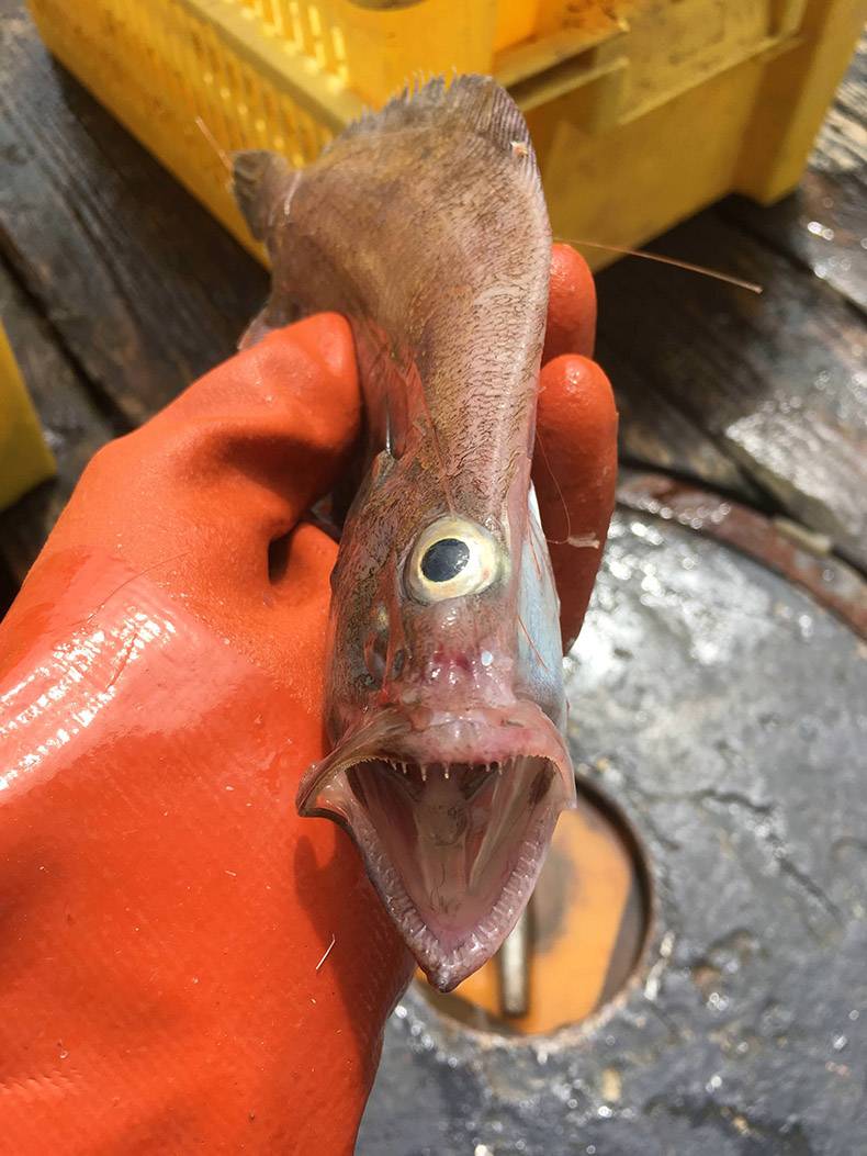 Strange cyclops fish being held by orange glove as that one eye stares at you with the mouth screaming like that.