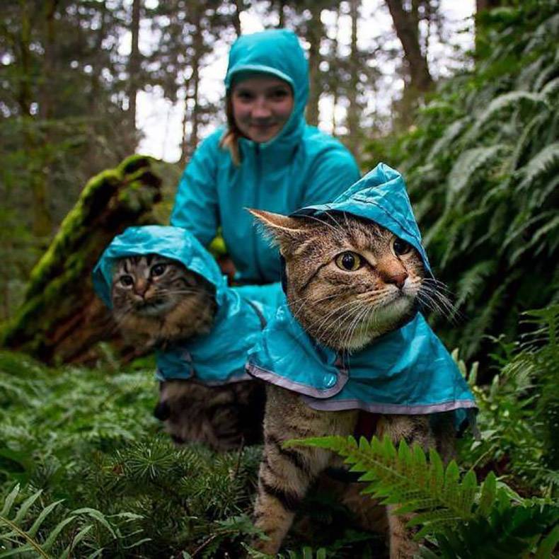 random cats in raincoats -