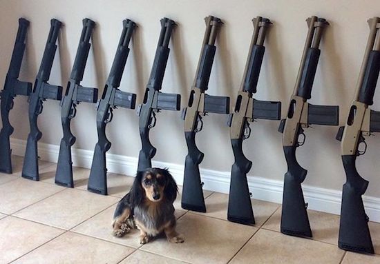 dog next to a wall of firearms