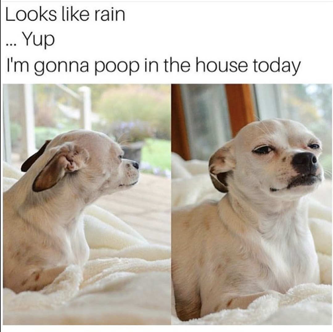 random pic hate rain meme - Looks rain ... Yup I'm gonna poop in the house today