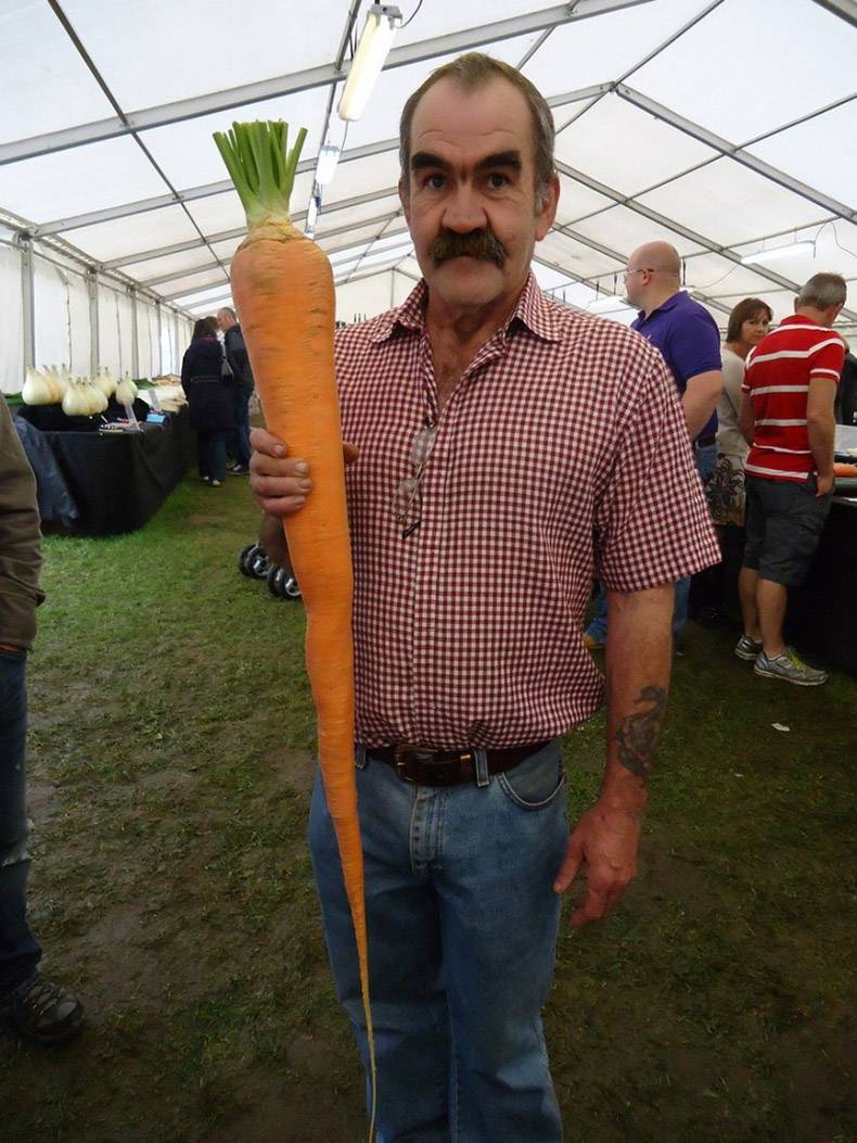 giant carrot