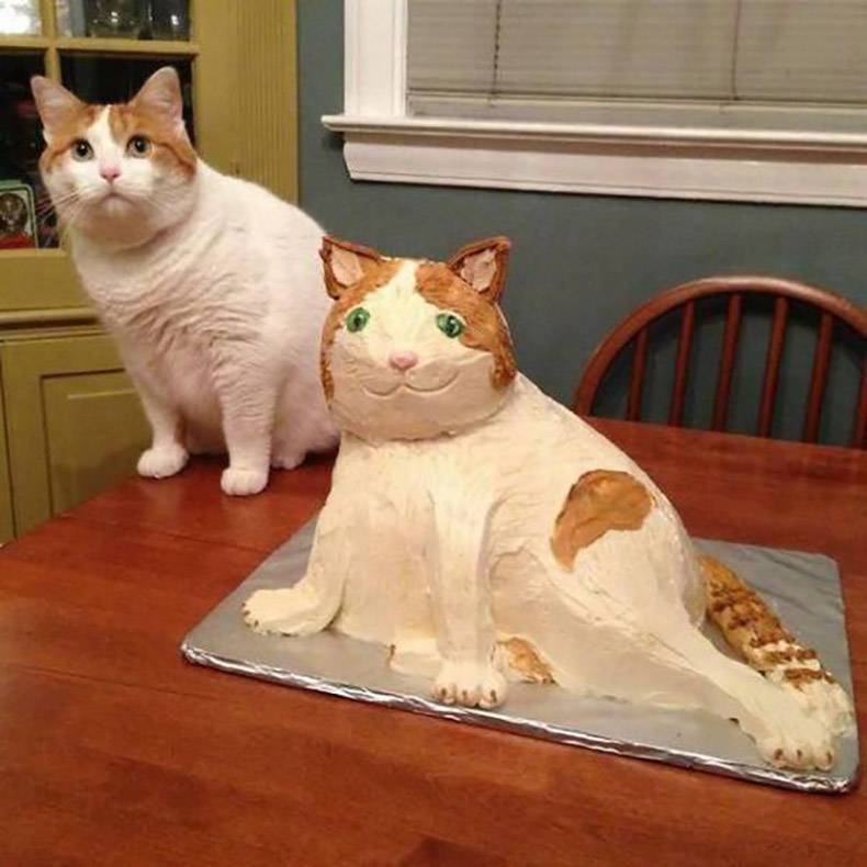 cat with cat cake