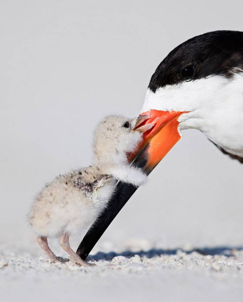 black skimmer with baby