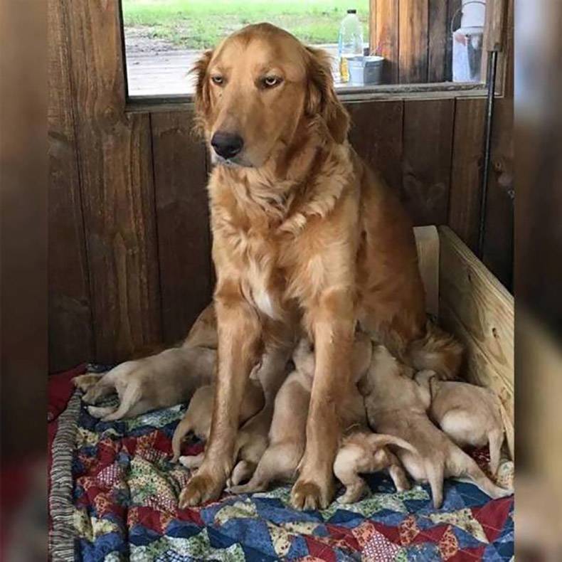 motherhood dog