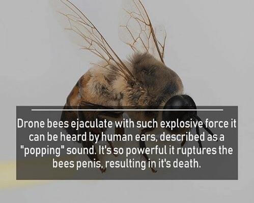 explosive memes - Drone bees ejaculate with such explosive force it can be heard by human ears, described as a "popping" sound. It's so powerful it ruptures the bees penis, resulting in it's death.