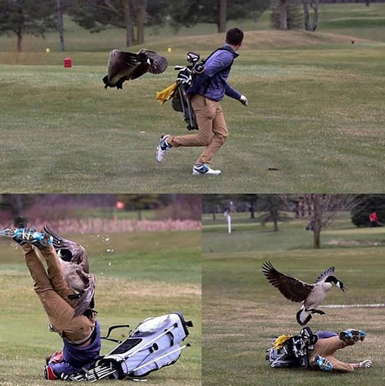 goose attacks golfer