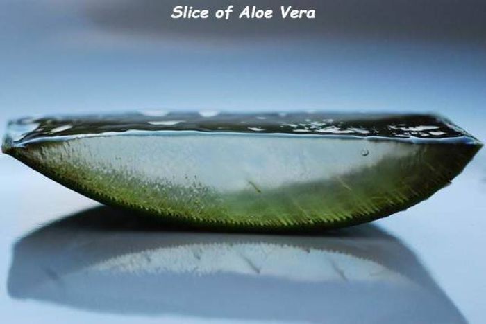 wtf things cut in half - Slice of Aloe Vera
