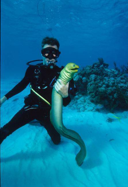wtf people hugging moray eels