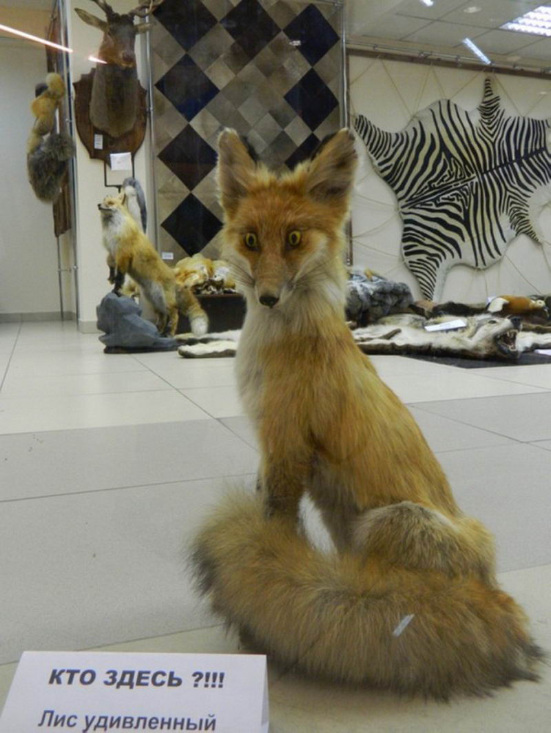 Witness The Horrors of Taxidermists Taking Artistic License