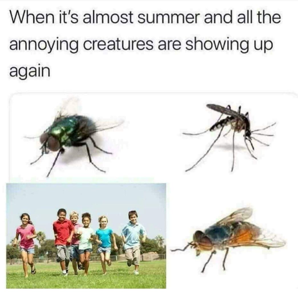 summer annoying creatures - When it's almost summer and all the annoying creatures are showing up again