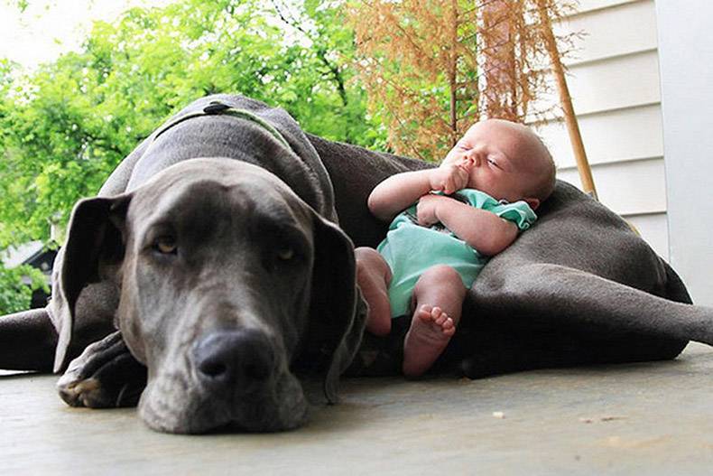 big dogs with babies