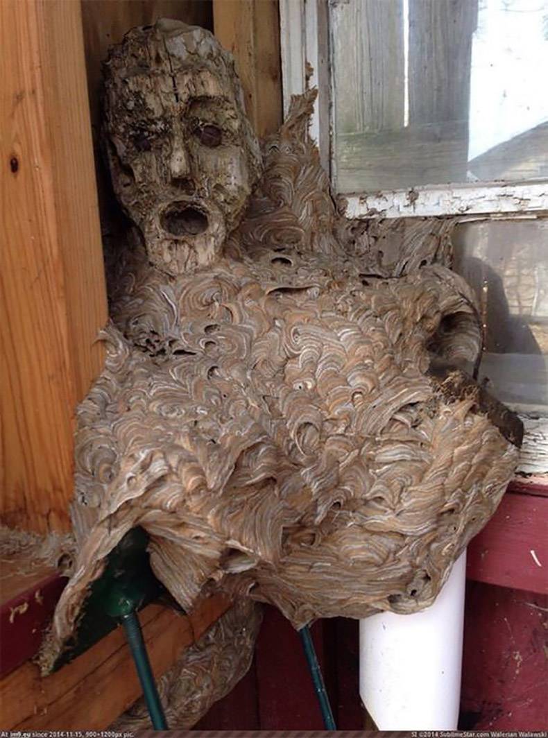 wasp nest mask - 2014 S etar.com Wran Wa