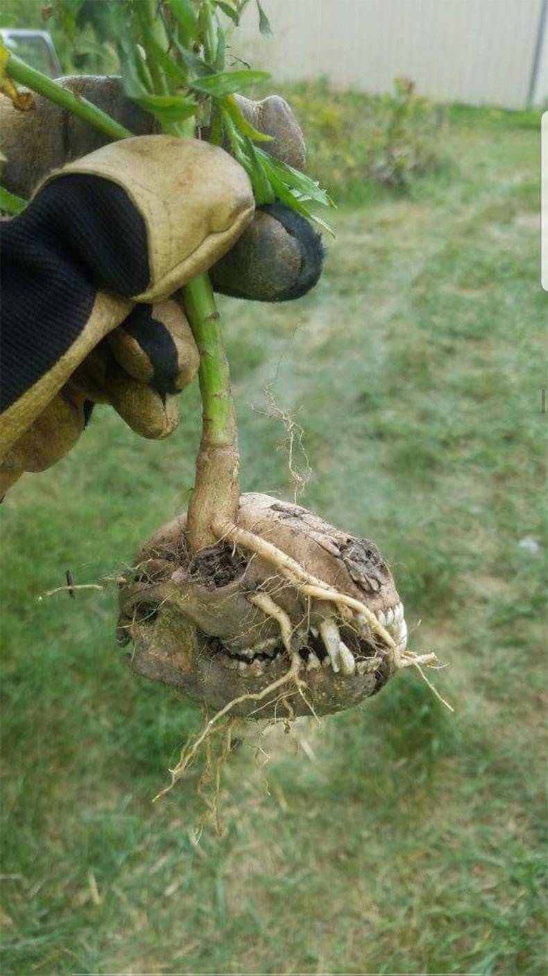 plant growing out of skull