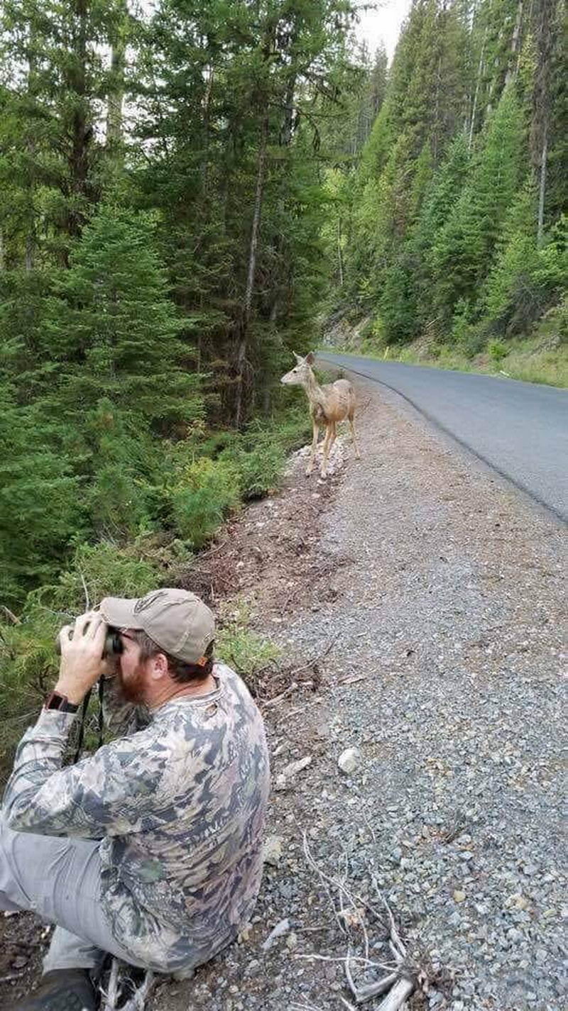 deer camouflage