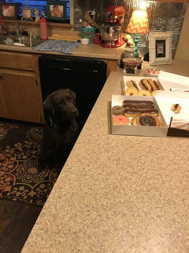 dog is a good boy to not jump on the counter