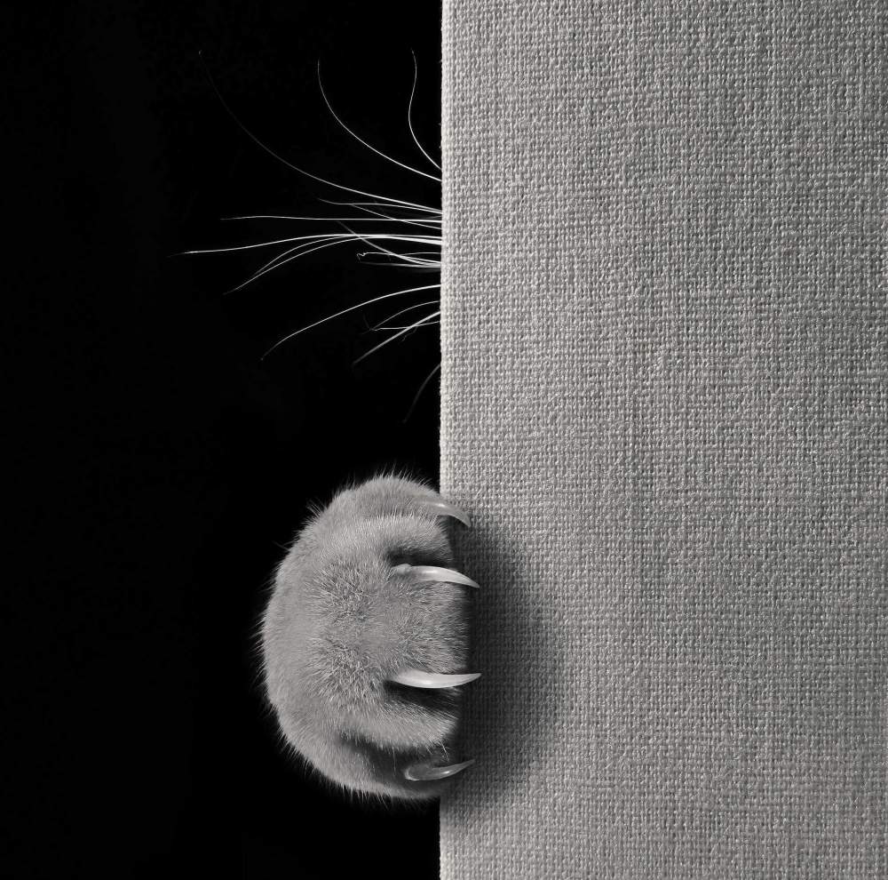 cat paw and whiskers
