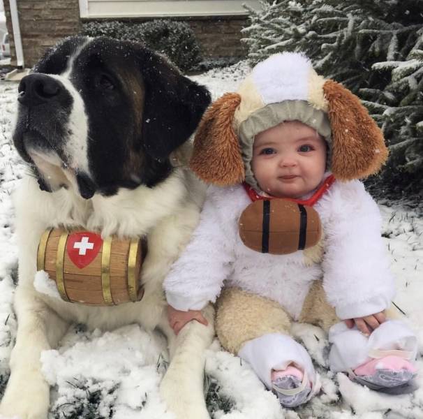 funny pic st bernard with children