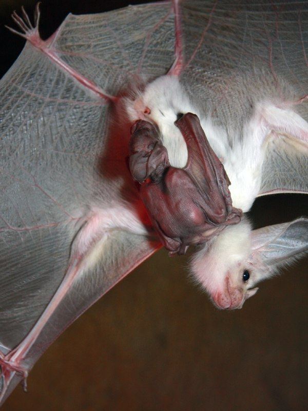 memes - baby ghost bat
