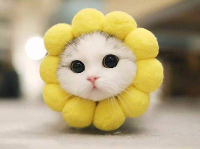 sunflower kitty