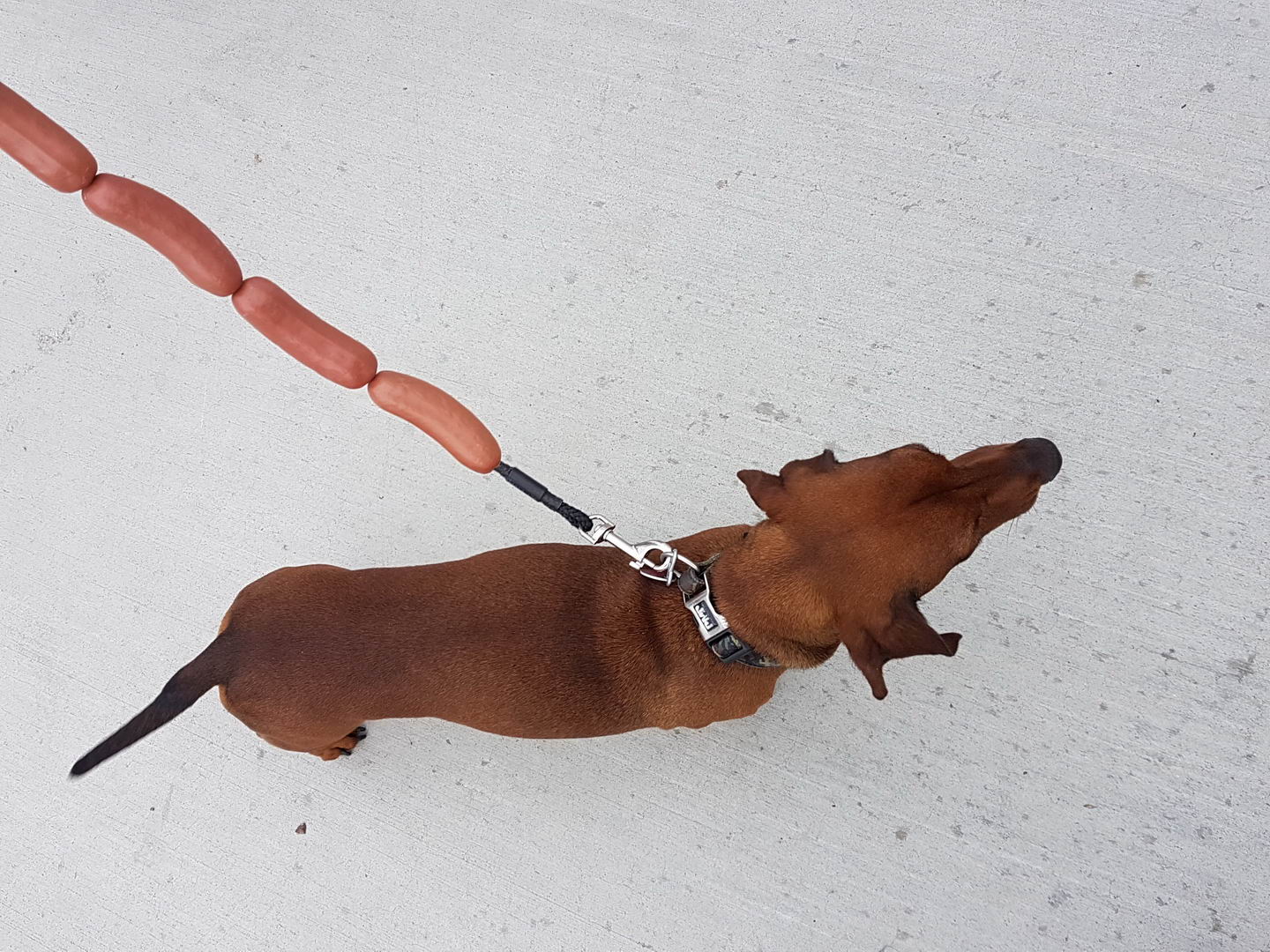 hot dog leash - Ink