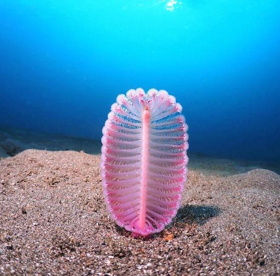 Amusing Pictures - beautiful sea pen