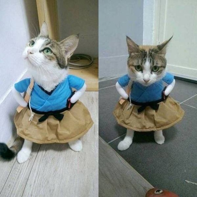 random pics -cat in costume
