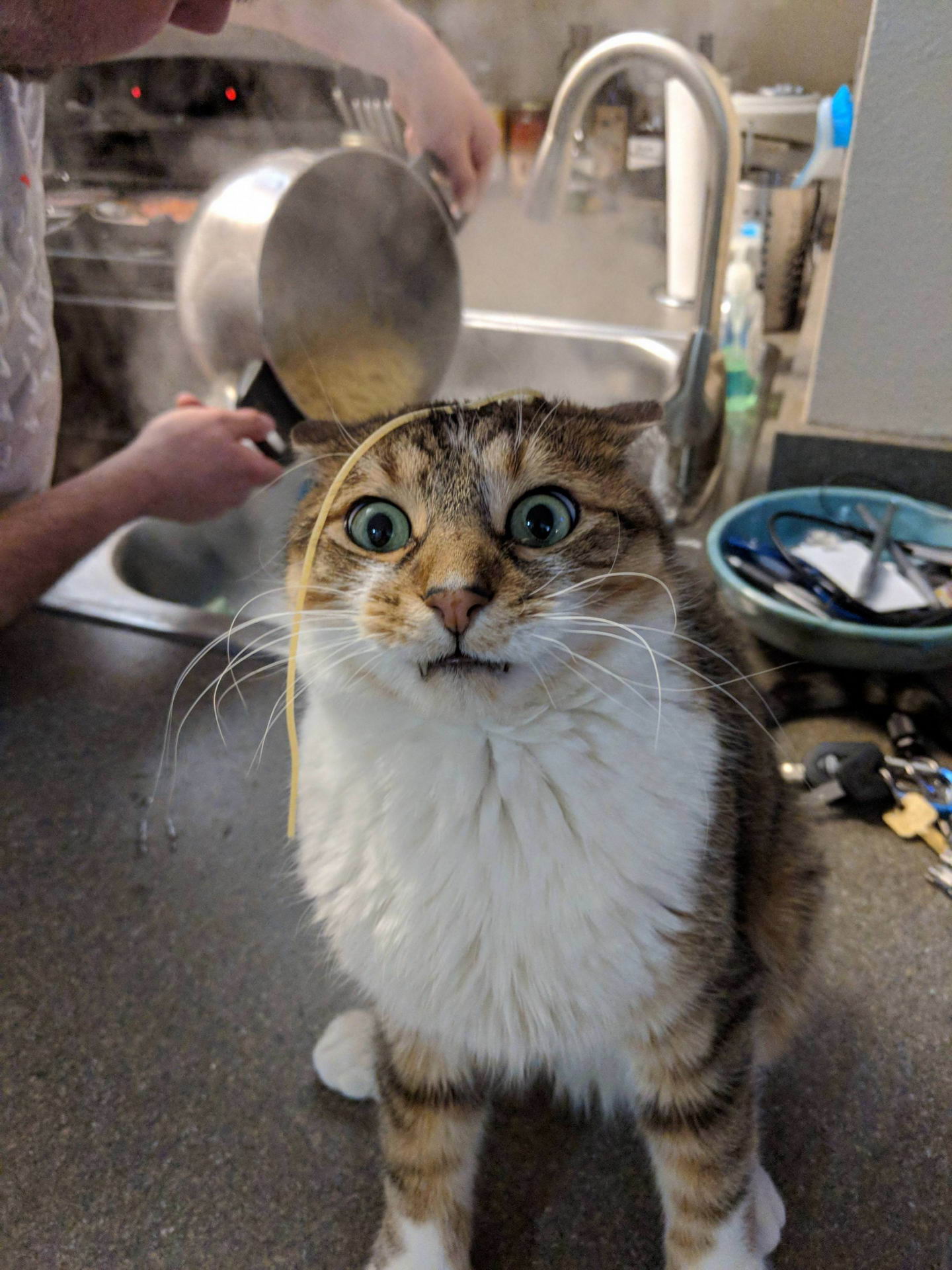 random pics - cat with spaghetti on head