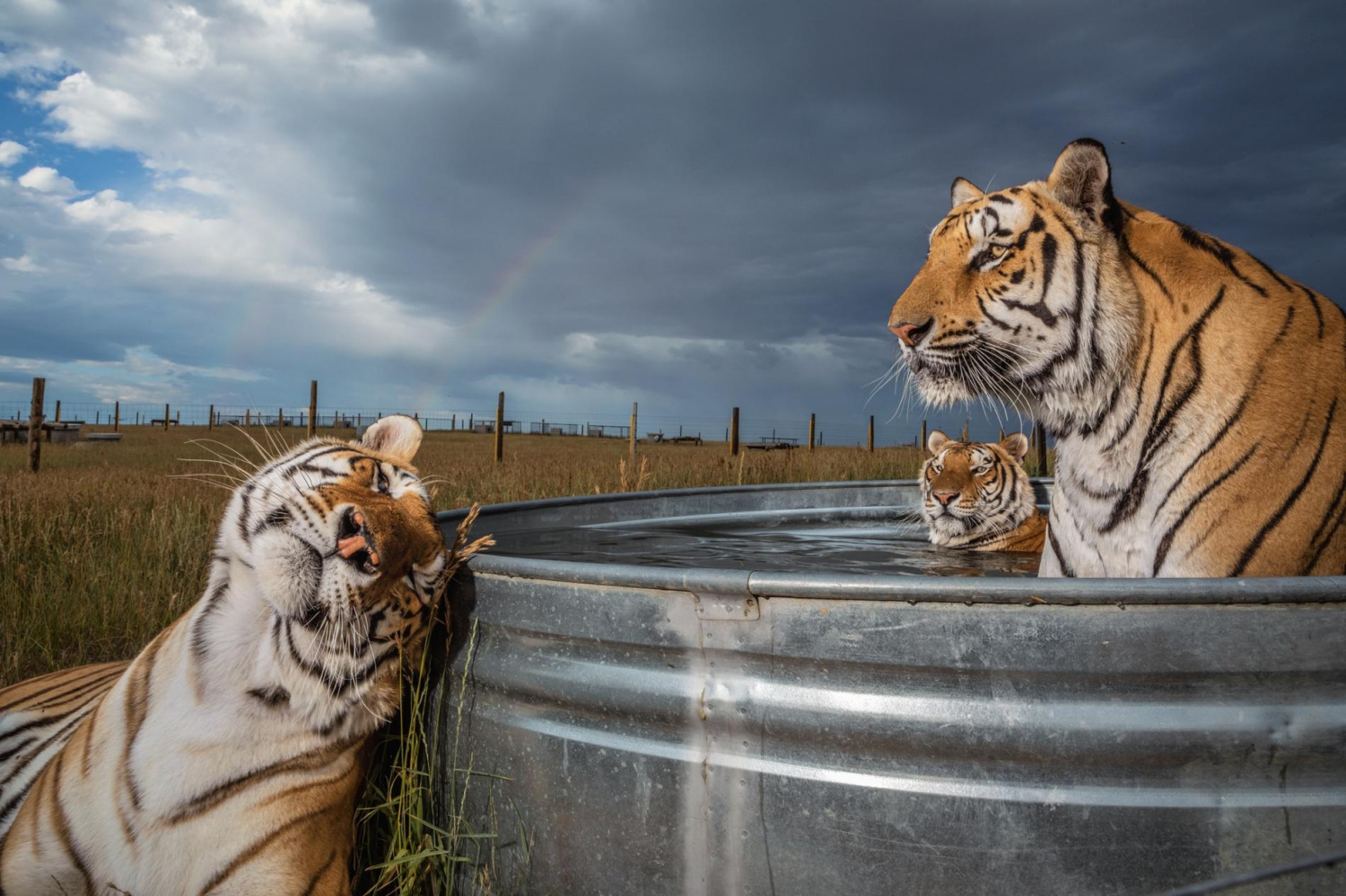 national geographic best animal photos of 2019