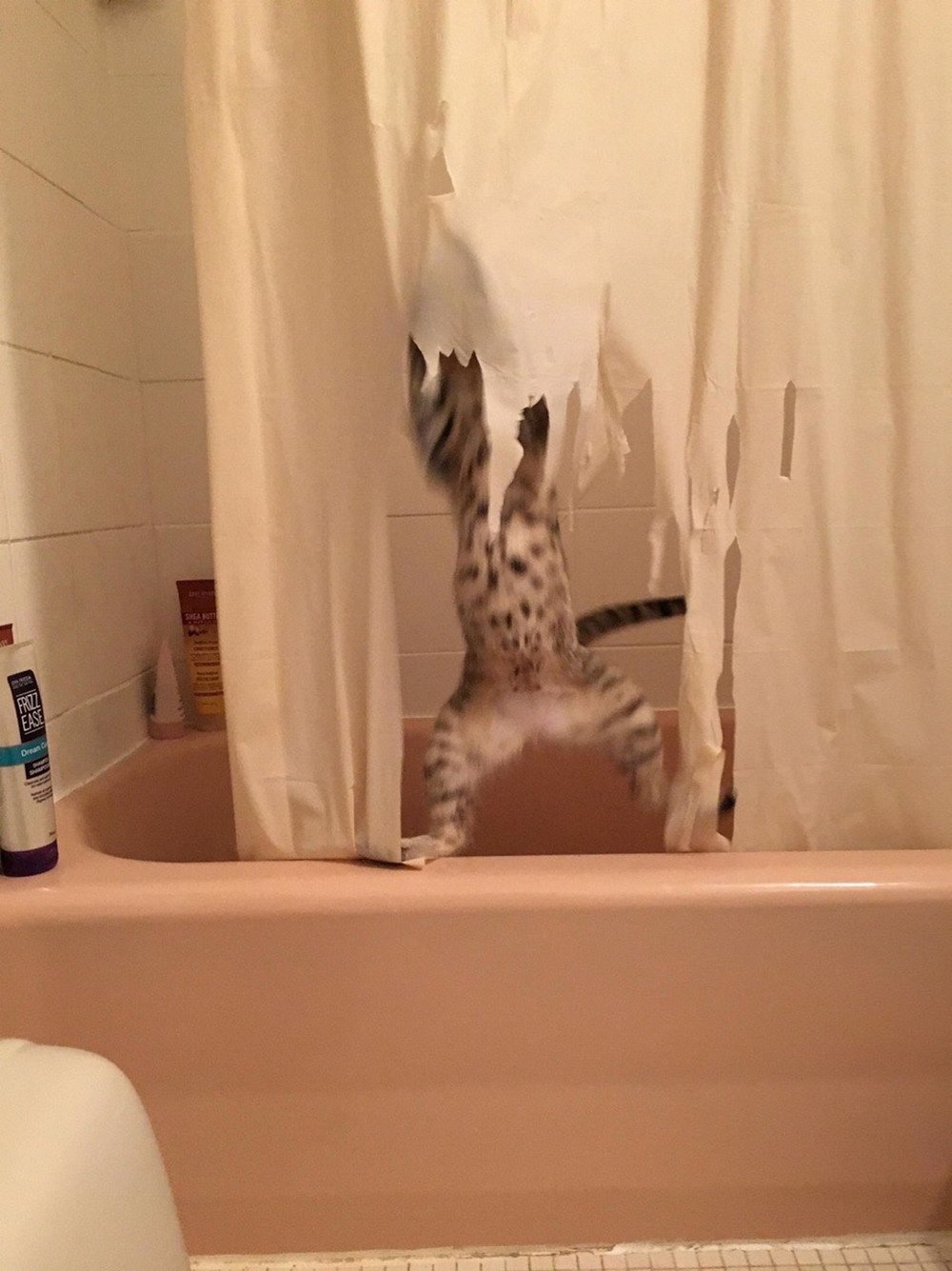 cat destroys shower curtain