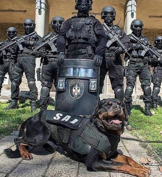 special forces rottweiler