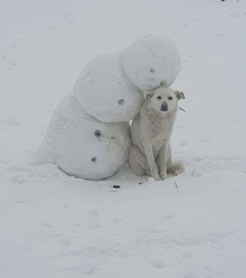 polar bear