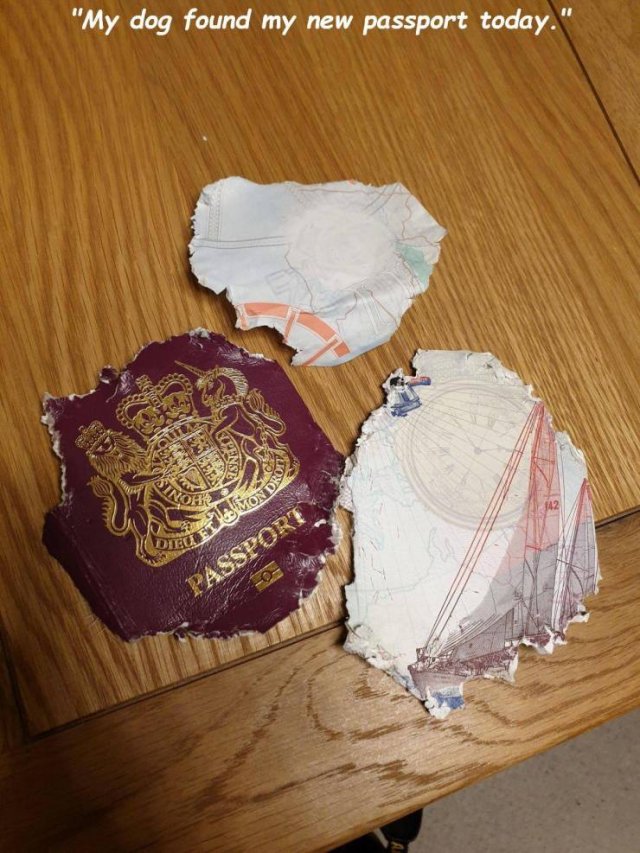 "My dog found my new passport today." Amondy Dt Passport