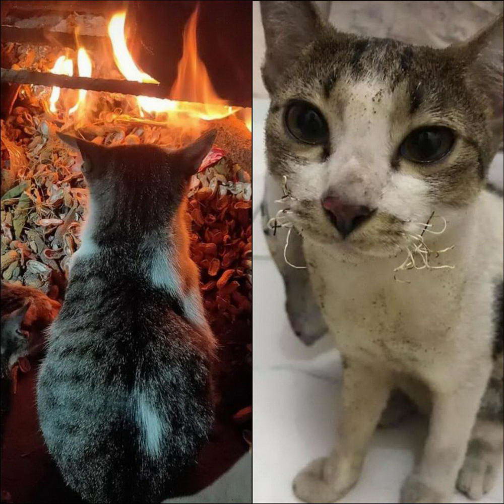 cat to close to fire