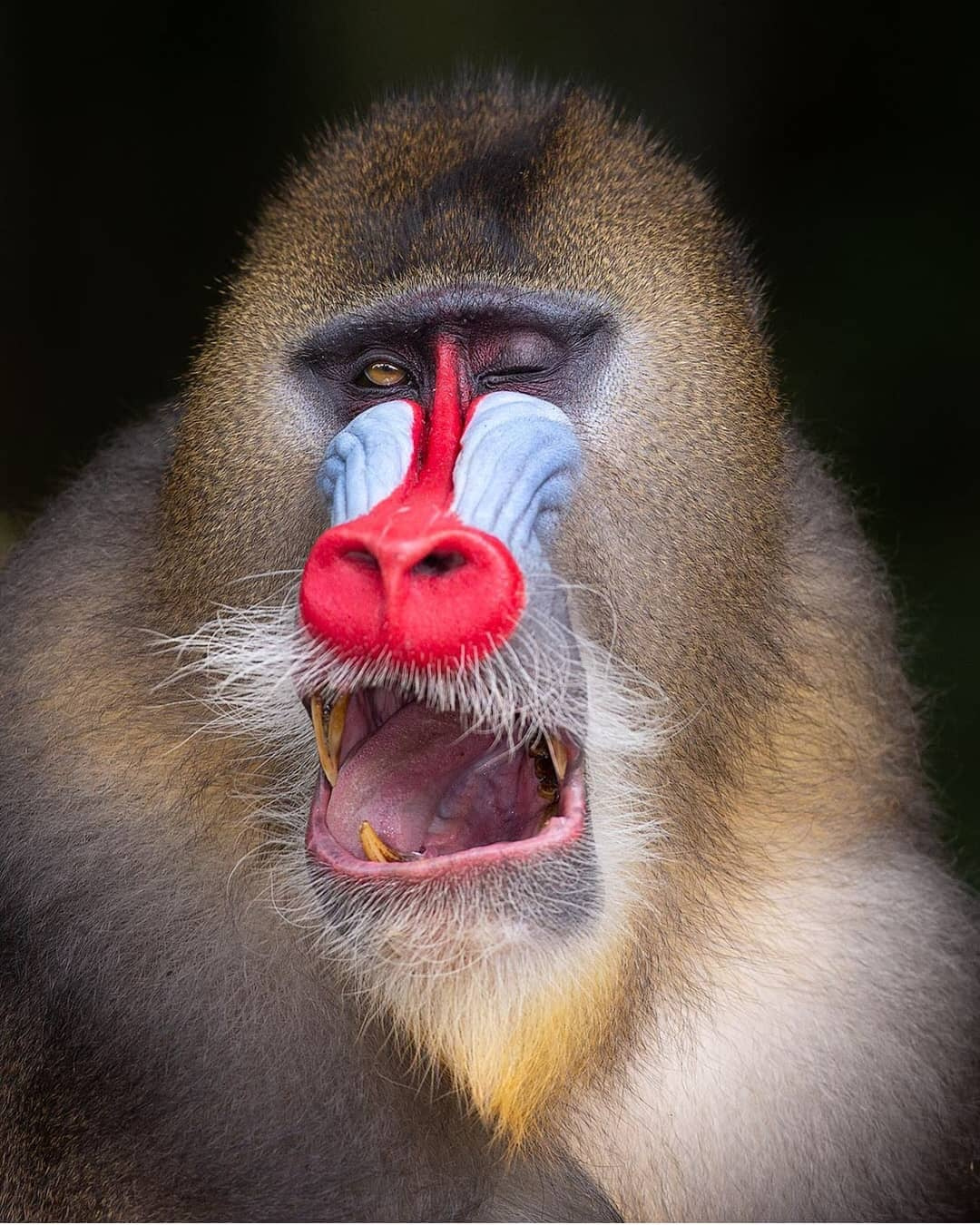 red faced baboon making a funny face