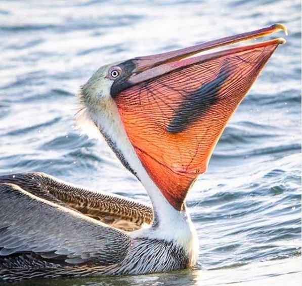 pelican with fish in mouth