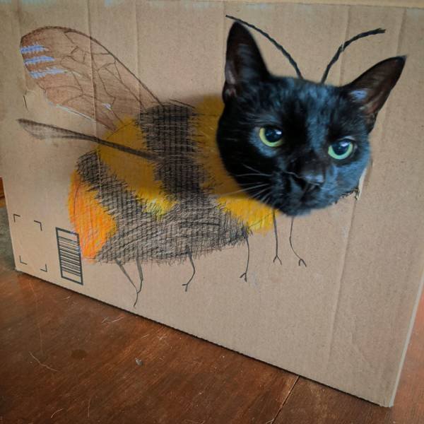cat with its head stuck in a cardboard box so it looks like a bumblebee